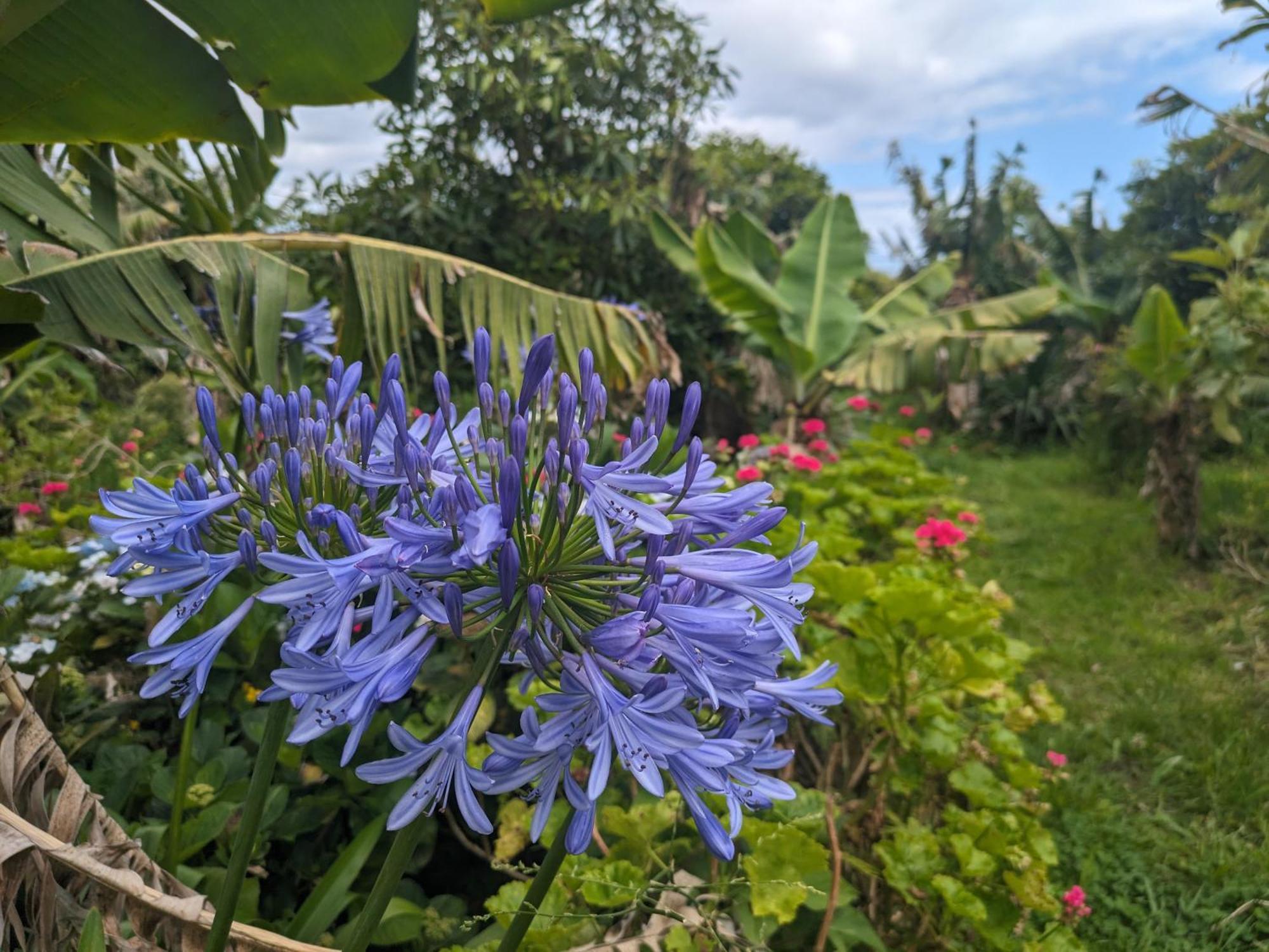 The Plantation Faial Feteira (Faial) Exterior foto